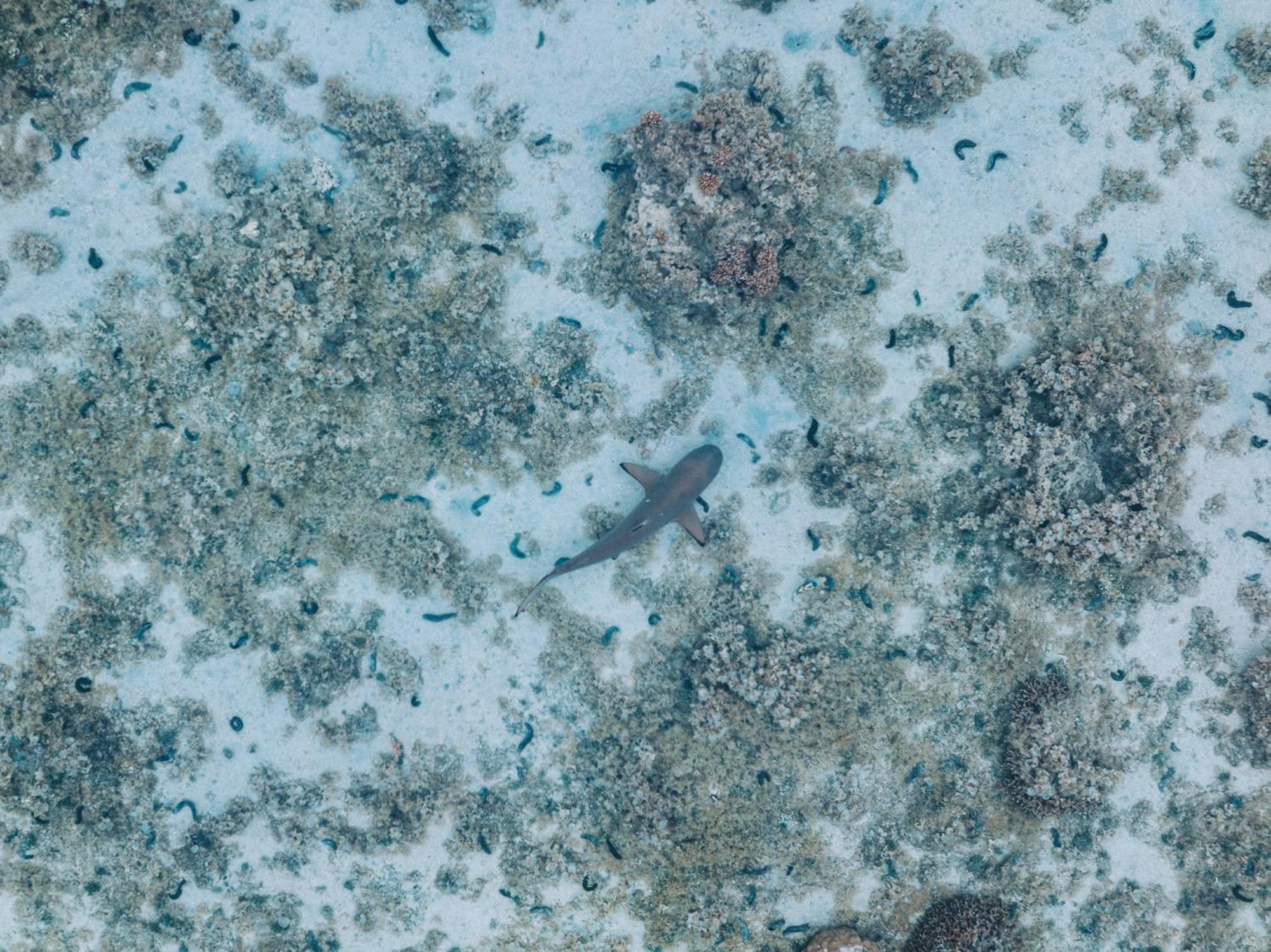 Lagoon Dream Moorea Εξωτερικό φωτογραφία